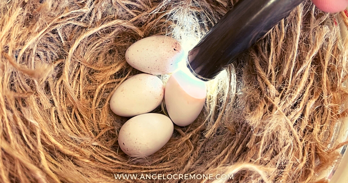 Come fare la speratura delle uova di canarino